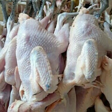 Daging Ayam Kampung