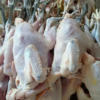 Daging Ayam Kampung