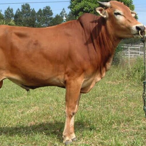 Daging Sapi Kuda Dan Kambing