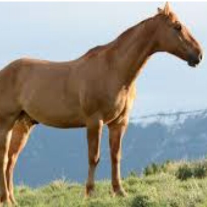 Daging Sapi Kuda Dan Kambing 2