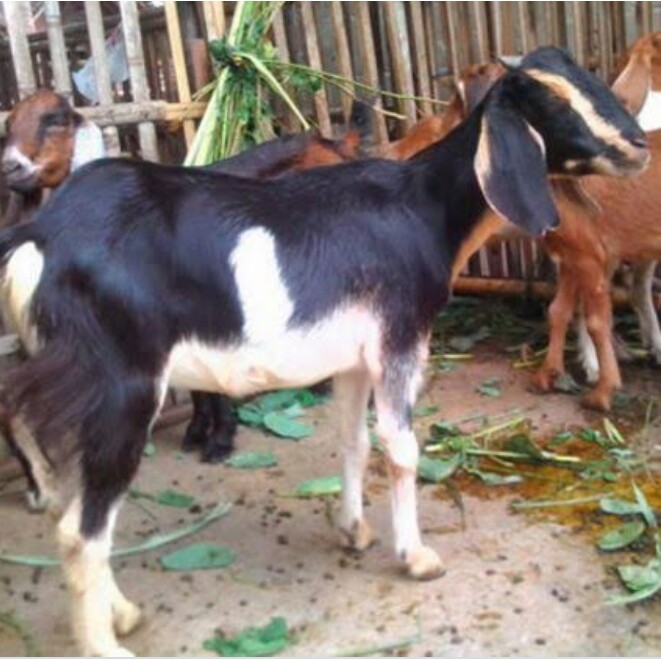 Daging Sapi Kuda Dan Kambing 3