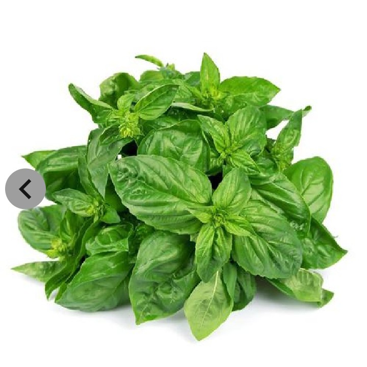 Daun Kemangi
