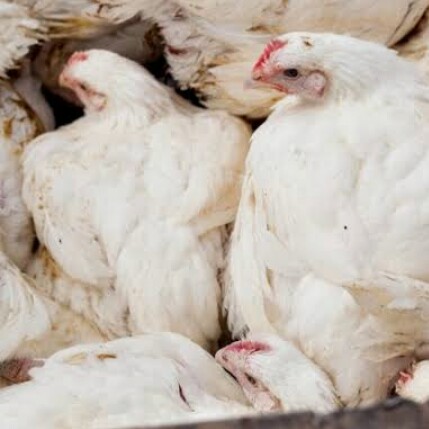 Ayam Potong Dan Ayam Kampung