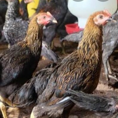 Ayam Potong Dan Ayam Kampung 2