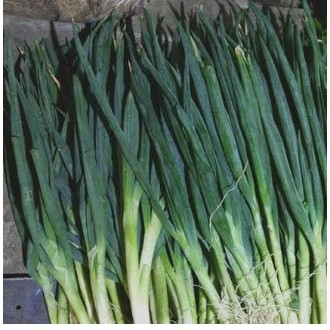 Daun Bawang 1 Ikat