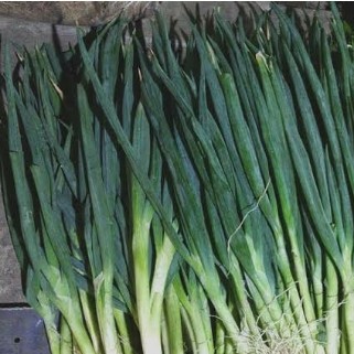 Daun Bawang