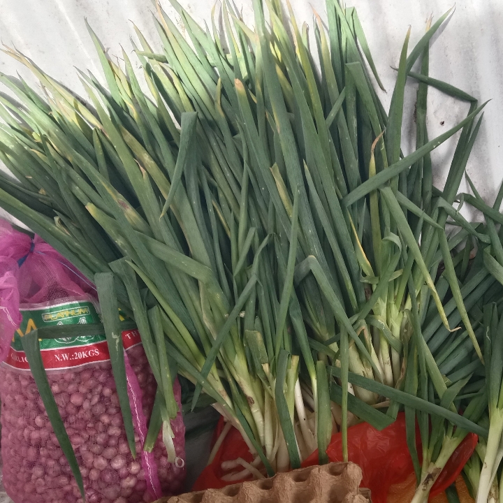 Daun Bawang