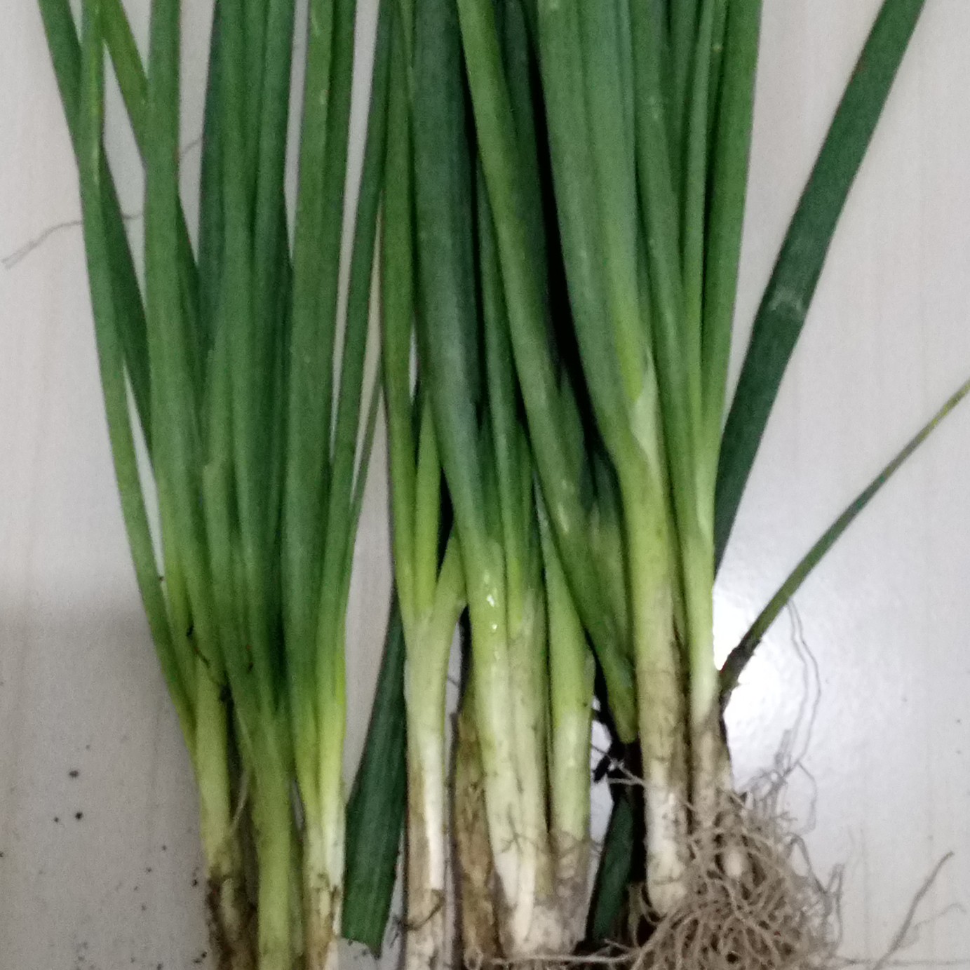 Daun Bawang 50 Gram