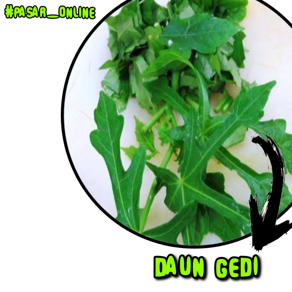Daun Gedi Per Ikat
