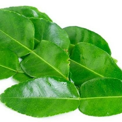 Daun Jeruk
