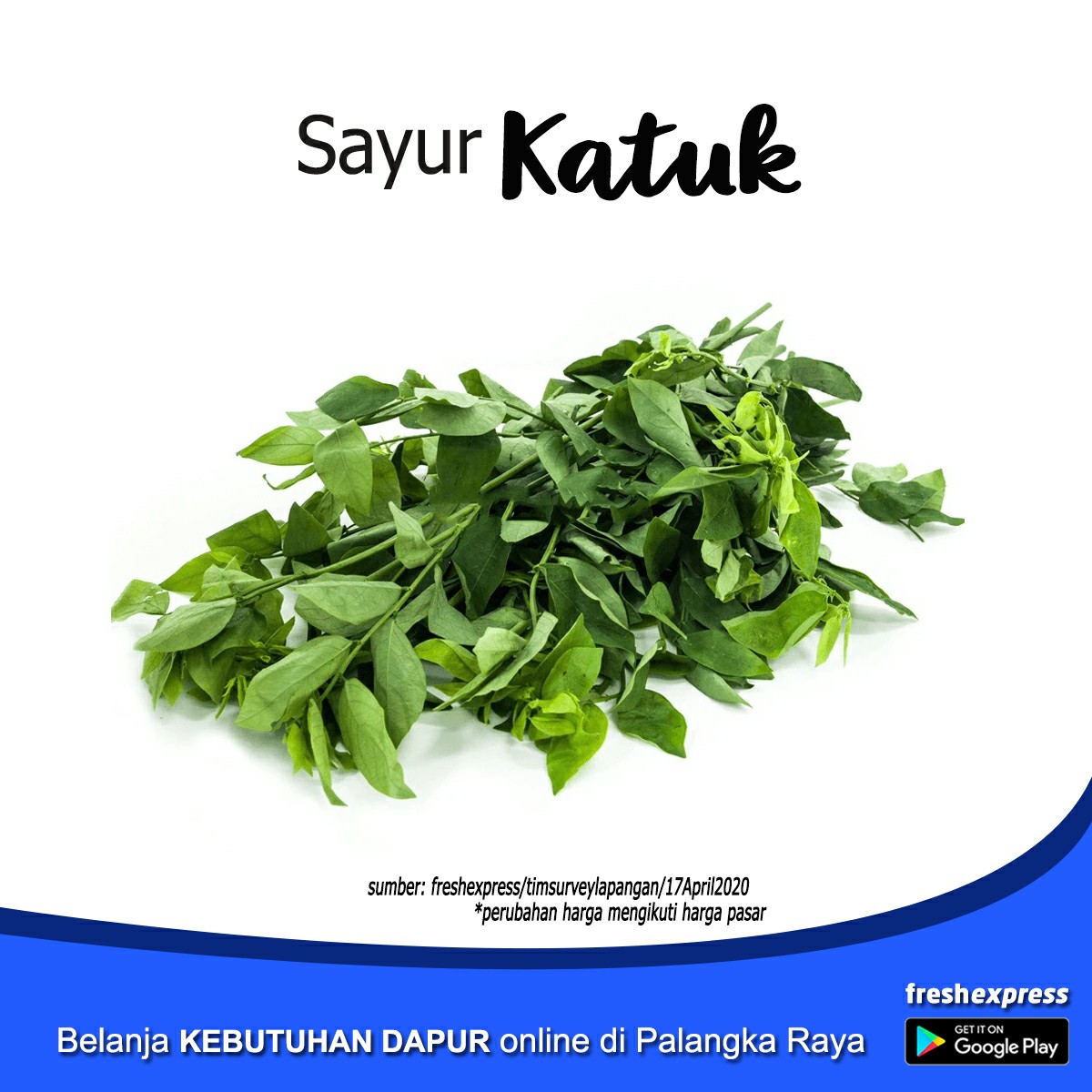 Daun Katuk