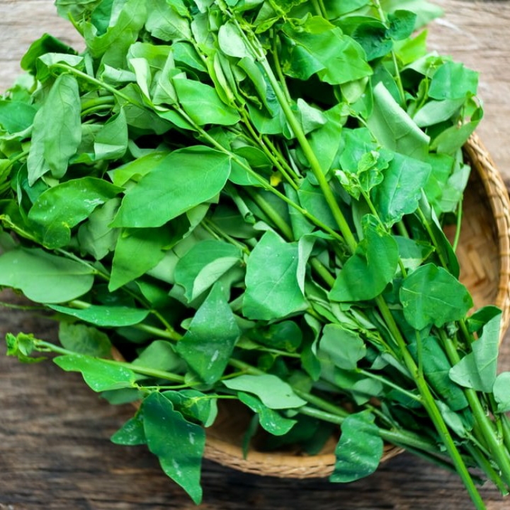 Daun Katuk
