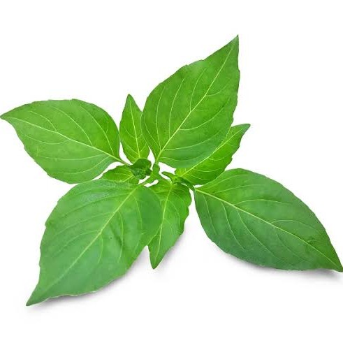 Daun Kemangi