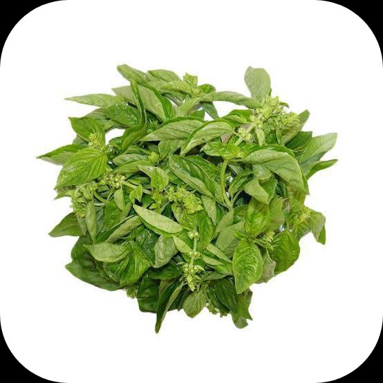 Daun Kemangi