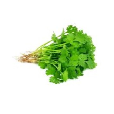 Daun Ketumbar
