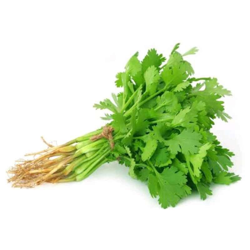 Daun Ketumbar