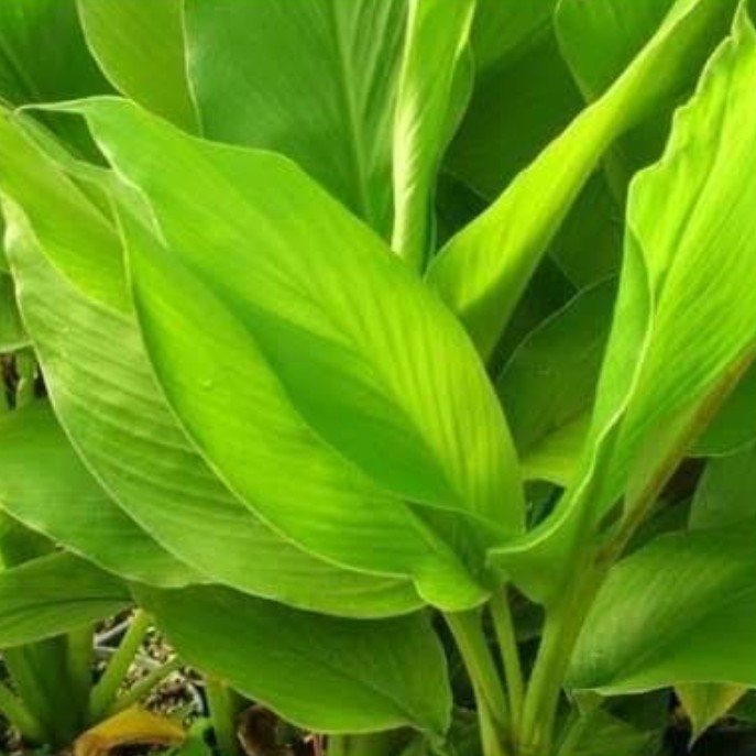 Daun Kunyit 1 Pack - 1 Ikat