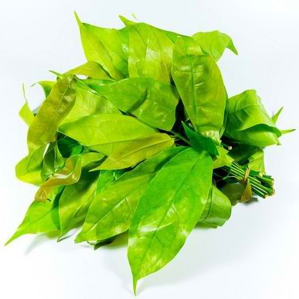 Daun Melinjo