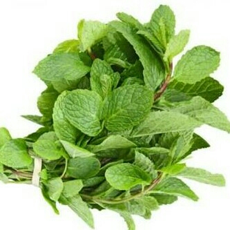 Daun Mint