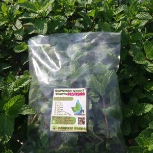 Daun Mint Aquqponik