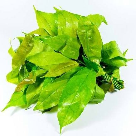 Daun Mlinjo