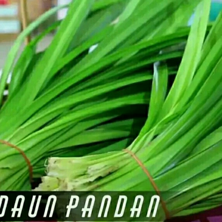 Daun Pandan 