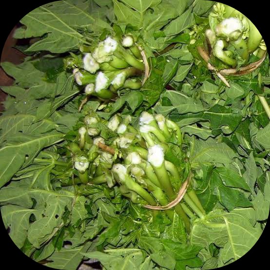 Daun Pepaya