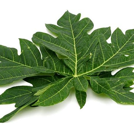 Daun Pepaya