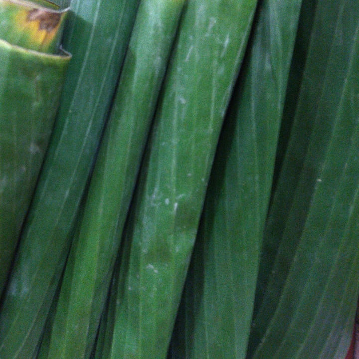 Daun Pisang Batu 
