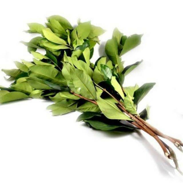 Daun Salam