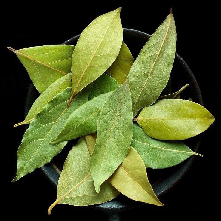 Daun Salam