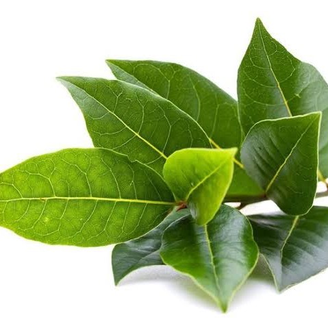 Daun Salam