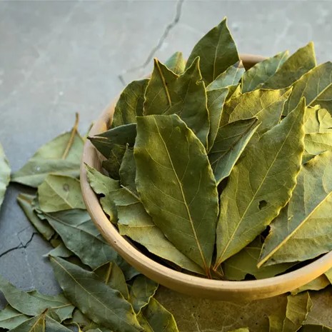 Daun Salam