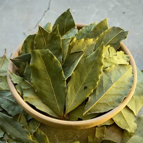 Daun Salam
