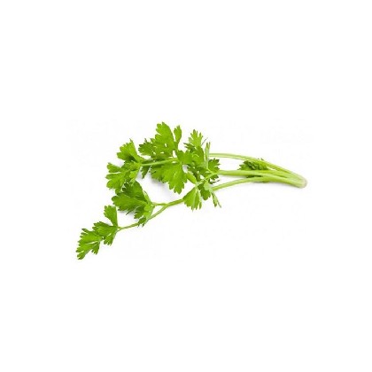 Daun Seledri