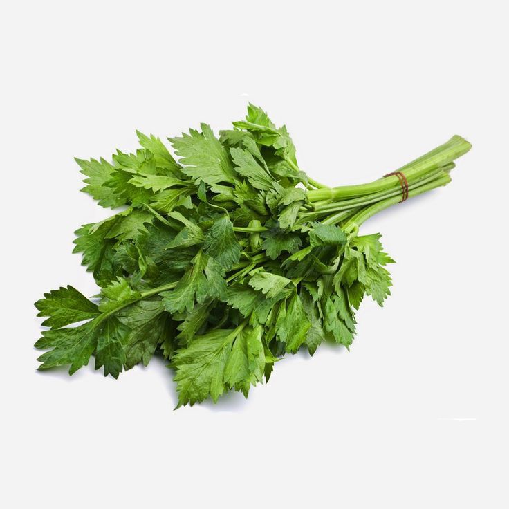 Daun Seledri