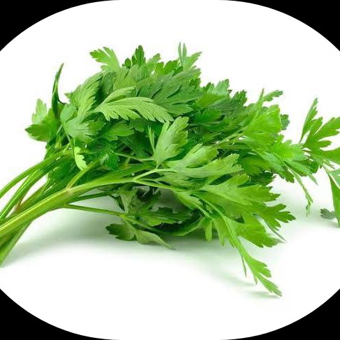 Daun Seledri