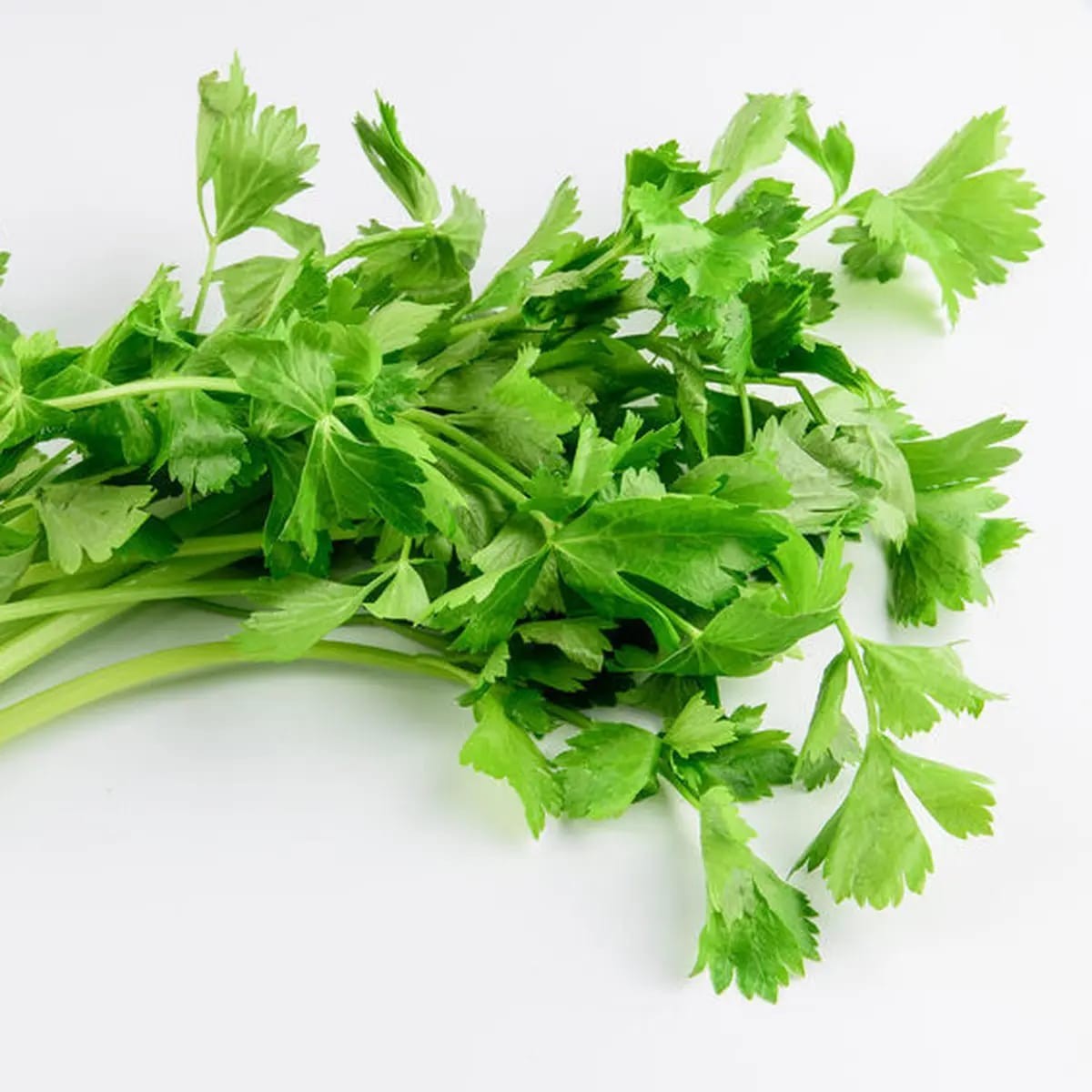 Daun Seledri