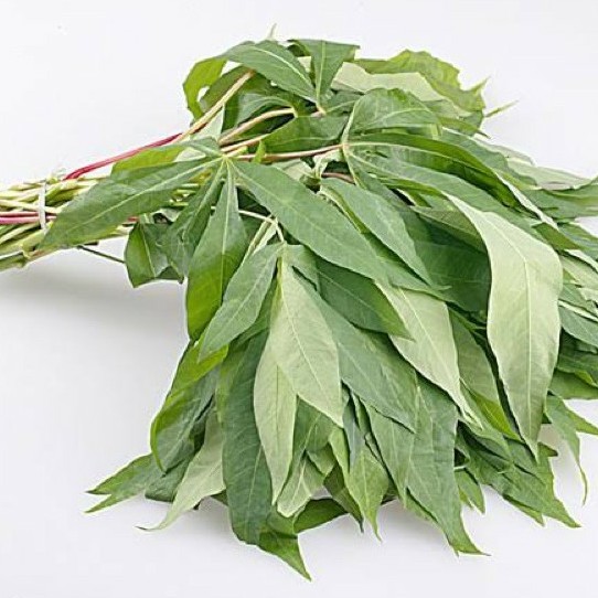 Daun Singkong