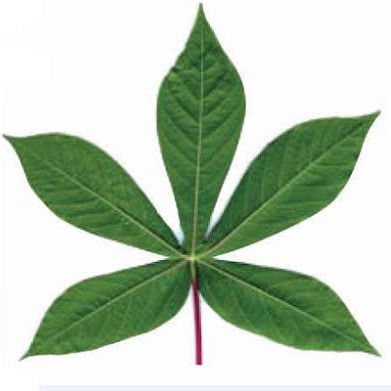 Daun Singkong
