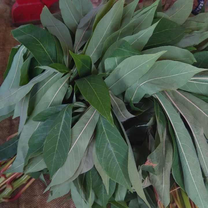 Daun Singkong 2