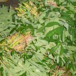 Daun Singkong 1 Ikat