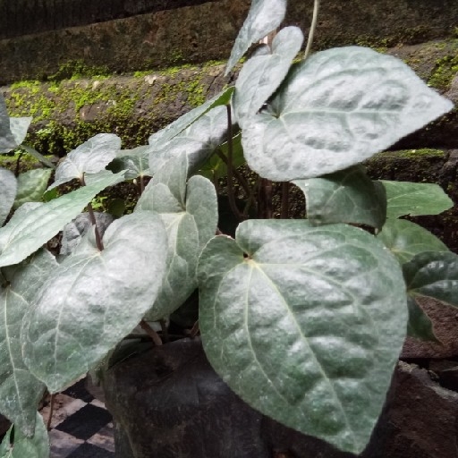 Daun Sirih Hitam