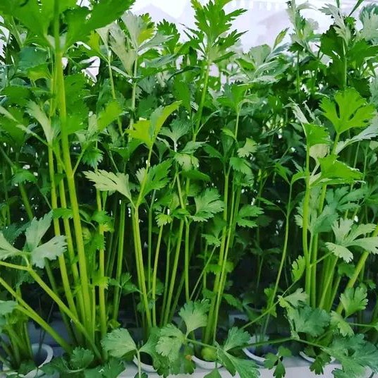 Daun Sledry