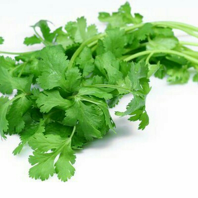 Daun Sop sledri