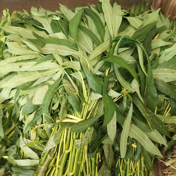 Daun Ubi