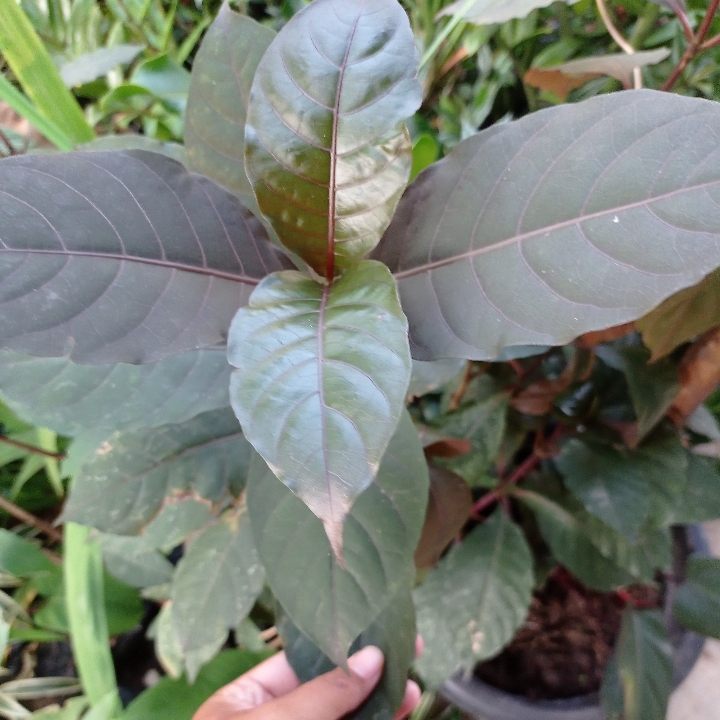 Daun Ungu