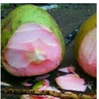 Degan Ijo Asli Degan Serat Merah