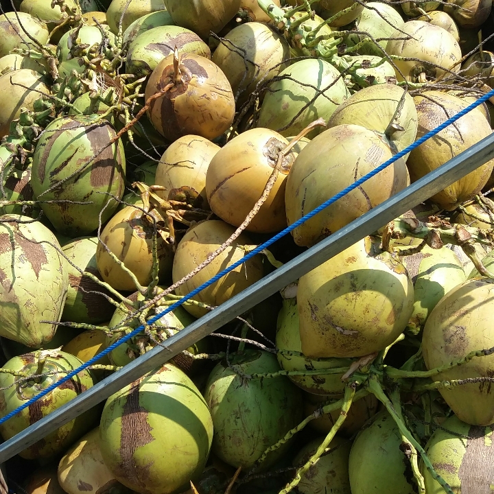 Degan Ungkul