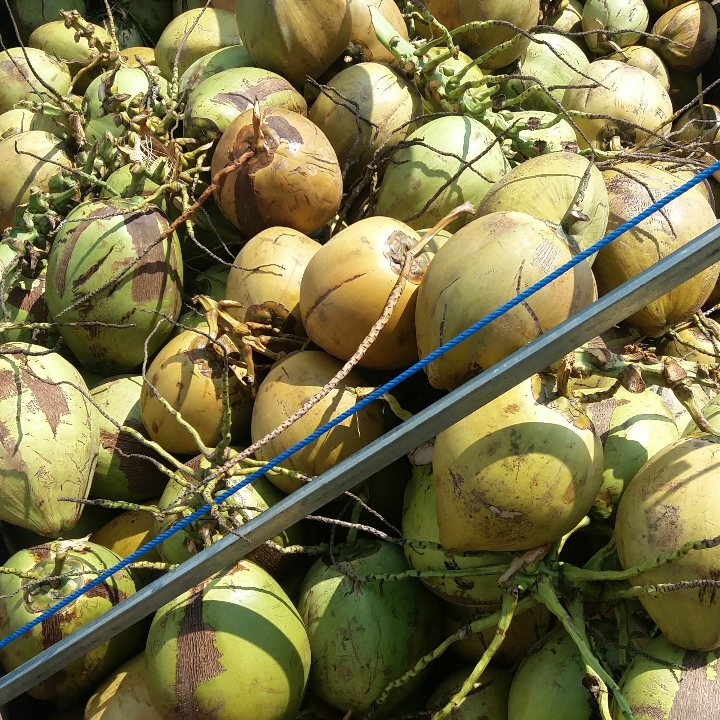 Degan Ungkul